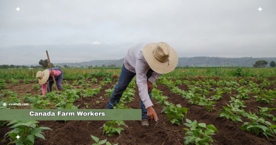 Canada Farm Workers jobs are announced at Witdouck Farms in Canada. Male and female both can apply if you have farming skills