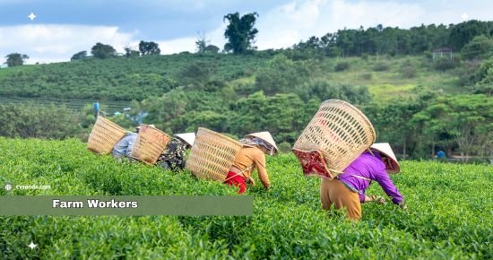 Farm Workers Jobs in Saudi Arabia are announced for overseas workers and professionals.Malese anfemalesle both can apply